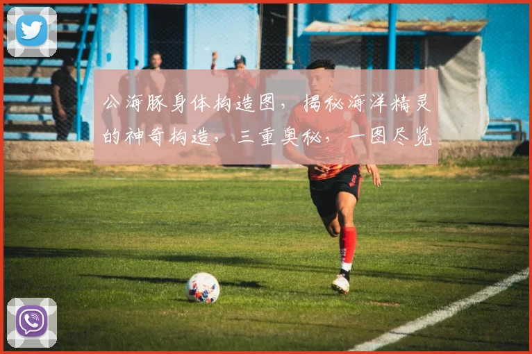 公海豚身体构造图，揭秘海洋精灵的神奇构造，三重奥秘，一图尽览